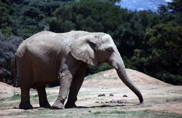 Tek kadın Afrika fili — Stok fotoğraf