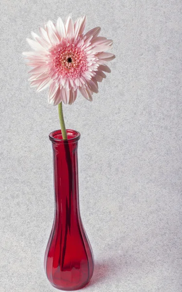 Beautiful pink gerber daisy in red vase — Stock Photo, Image