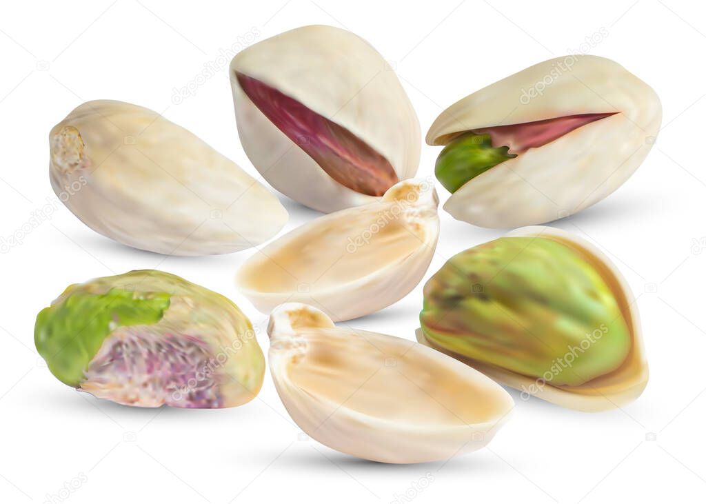 Vector pistachio nuts with realistic dry shell. Pistachios kernel isolated on white background.