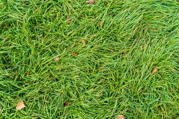 Textur Von Grünem Gras Mit Abgefallenen Blättern — Stockfoto