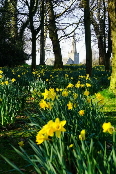 Daffodils Bangor Castle Park Bangor Abbey Church Στο Παρασκήνιο Bangor — Φωτογραφία Αρχείου