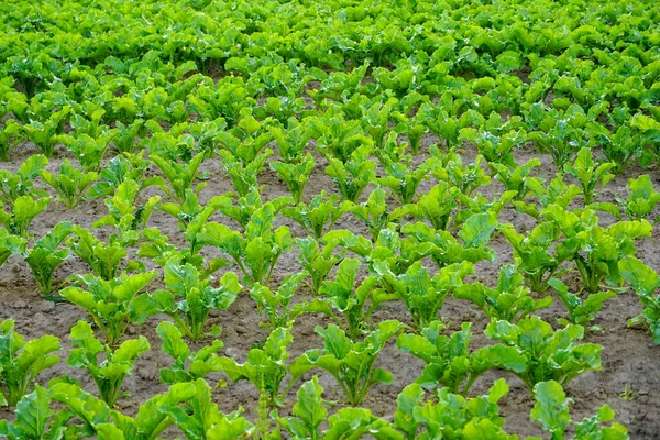 Field of young sugar beet. Sugar beet background