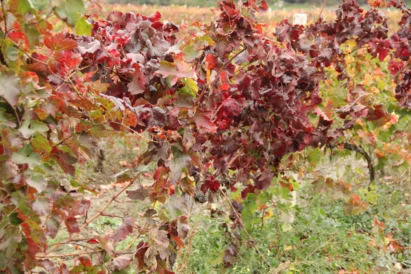 Autumn grapes — Stock Photo, Image