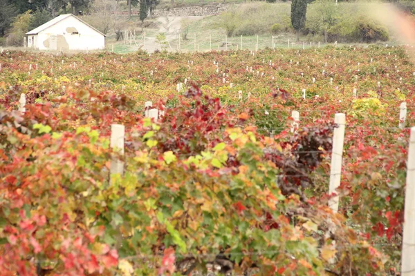 Őszi szőlő — Stock Fotó