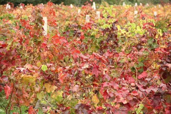 Autumn grapes — Stock Photo, Image