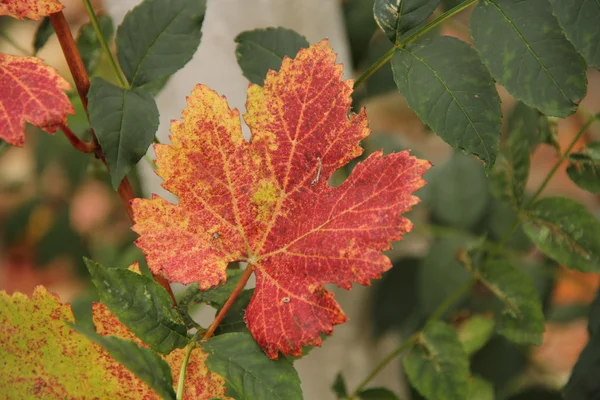 Uvas de otoño —  Fotos de Stock