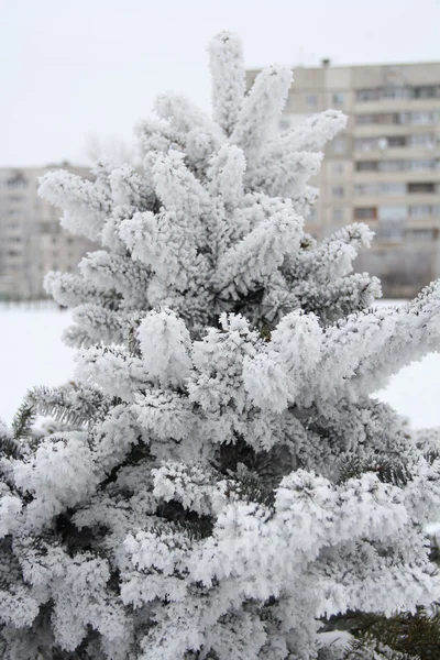 İbranice