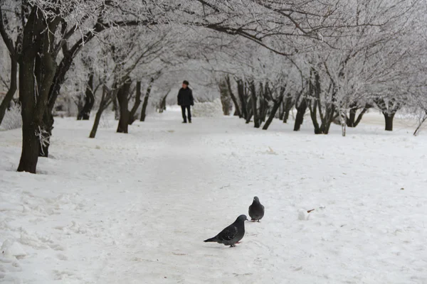 İbranice