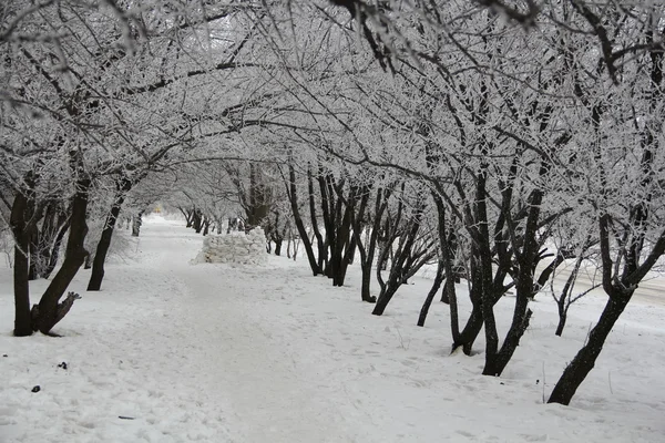 İbranice