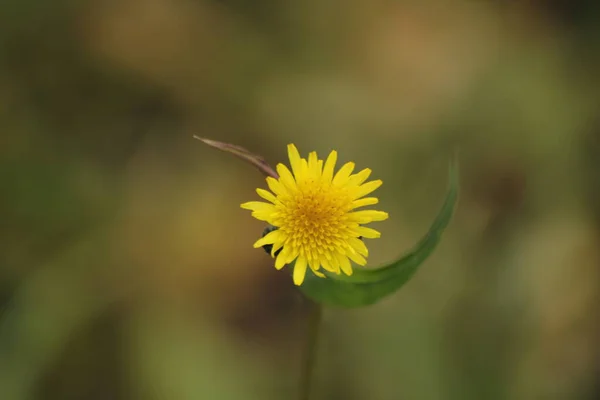 Bahçedeki sonbahar parkında karahindiba. Makro.