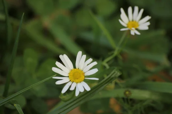 Podzimní Sedmikrásky Trávníku Parku Makro — Stock fotografie