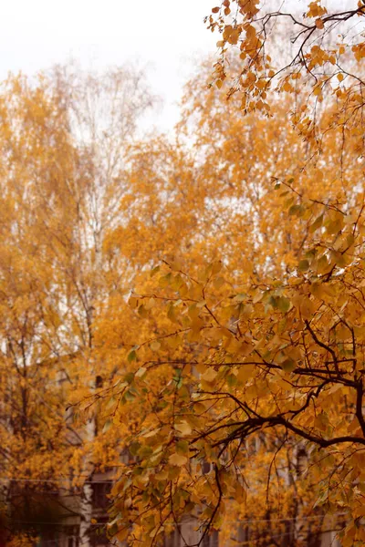 サンクトペテルブルクの広場にある秋の木 — ストック写真