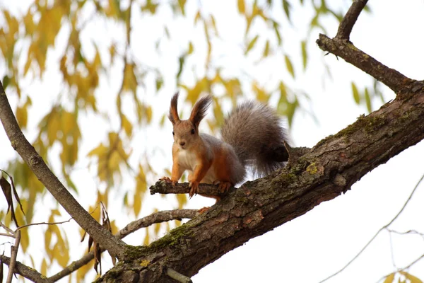 Squirrel Autumn Park Petersburg — Stock Photo, Image