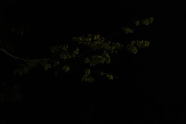 Frühjahrsregen Eine Junge Linde Nacht — Stockfoto