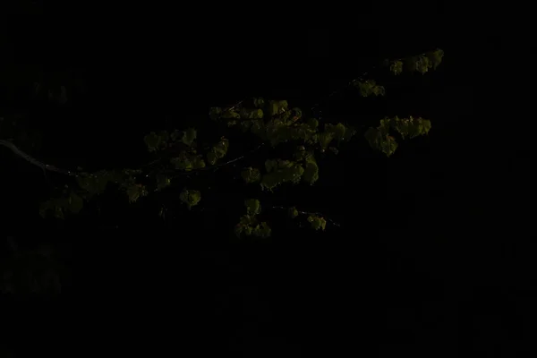 Bahar yağmuru. Genç bir limon ağacı. Gece.