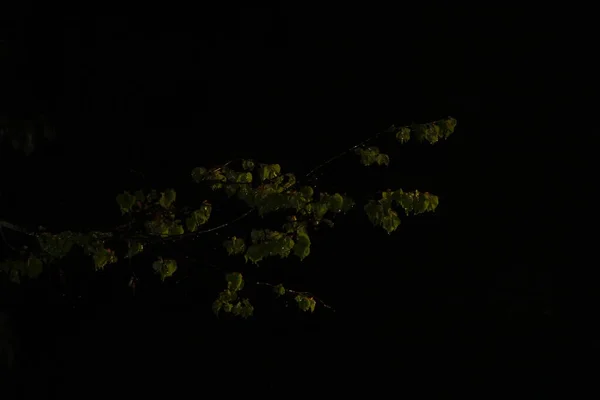 Bahar yağmuru. Genç bir limon ağacı. Gece.