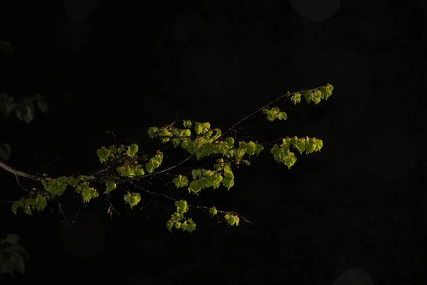 春雨一棵年轻的石灰树晚安 — 图库照片