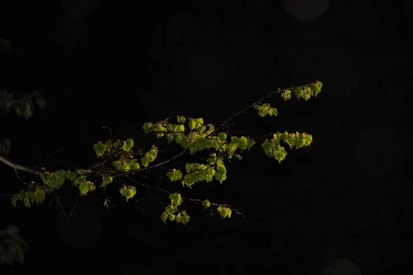 Jarní Déšť Mladý Limetkový Strom Noc — Stock fotografie