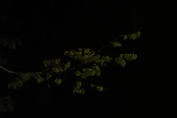 Bahar yağmuru. Genç bir limon ağacı. Gece.