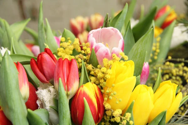Some Most Beautiful Spring Flowers Tulips Mimosa Spring Morning Sunny — Stock Photo, Image