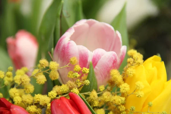 Některé Nejkrásnějších Jarních Květin Tulipány Mimózu Jarní Ráno Slunečný Jasný — Stock fotografie