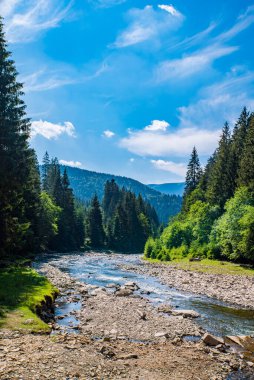 Sıcak bir yaz gününde dağ zirvelerinin arka planında kozalaklı ormanın yanında nehir akar. Güzel manzara. Dikey fotoğraf. Doğa. 