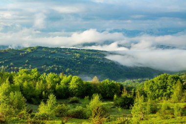 Sıcak bir yaz gününün şafağında orman sisle kaplıdır..