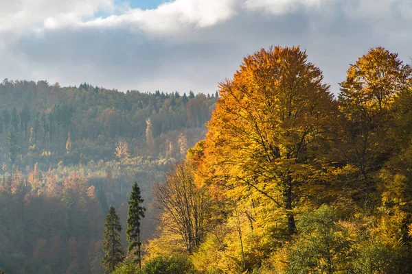 Autumn Tree Covered Orange Yellow Leaves Background Mountains — Stock Photo, Image