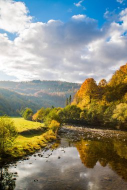 Sonbahar mevsiminde ormanın yakınındaki dağ nehri. Sonbahar sarı ağaçları. dikey resim. 