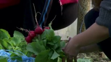 Uzhhorod. 30 Mart 'ta Ukrayna. 2021, bir serada turp hasat ediyor. İşçiler turp topluyor. Taze yemek.. 