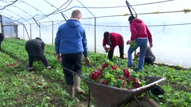 Uzhhorod 3月30日 乌克兰 2021年在温室收获萝卜 工人们收割萝卜 新鲜食品 — 图库视频影像