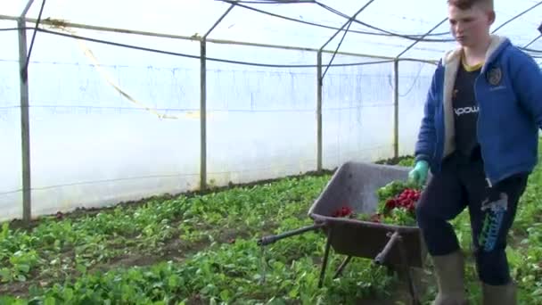 Uzhhorod Ukraine March 2021 Harvesting Radishes Greenhouse Workers Harvest Radishes — Stock Video