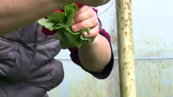 Uzhhorod Ukraine March 2021 Harvesting Radishes Greenhouse Workers Harvest Radishes — Stock Video