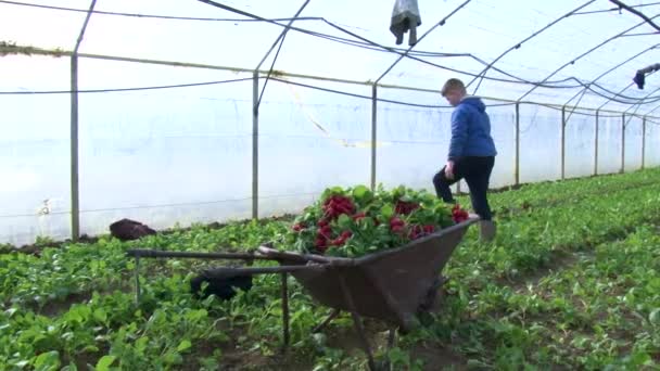 Uzhhorod Ukraine March 2021 Harvesting Radishes Greenhouse Workers Harvest Radishes — Stock Video