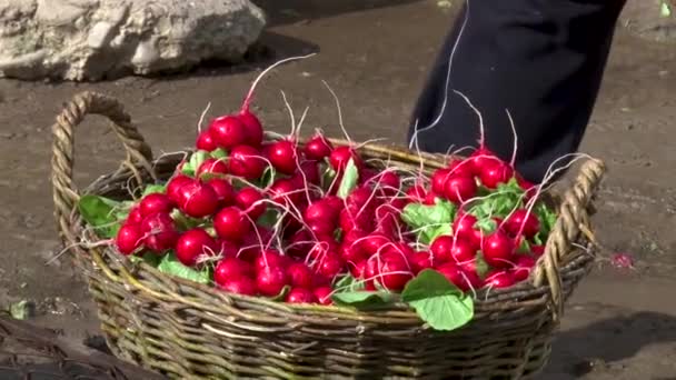 Uzhhorod 3月30日 乌克兰 2021年在温室收获萝卜 工人们收割萝卜 新鲜食品 — 图库视频影像