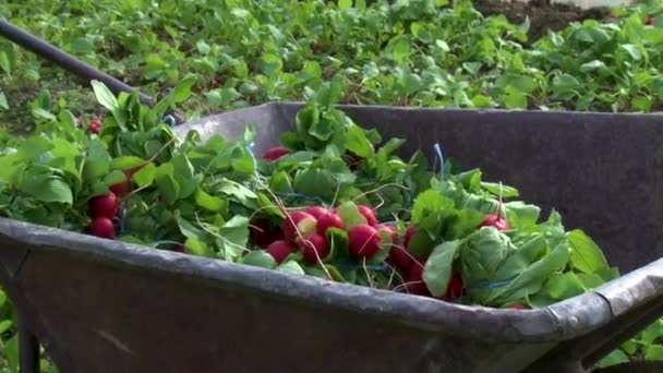 ウジホード 3月30日 ウクライナ 2021年温室で大根を収穫する 労働者は大根を収穫する 新鮮な食べ物 — ストック動画