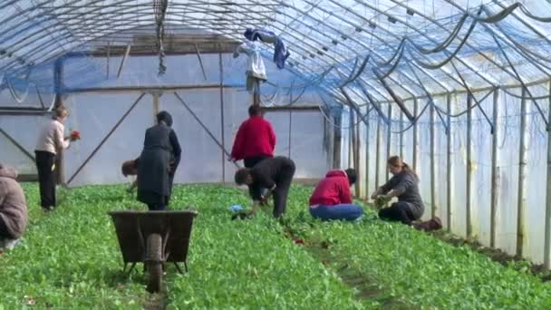 ウジホード 3月30日 ウクライナ 2021年温室で大根を収穫する 労働者は大根を収穫する 新鮮な食べ物 — ストック動画