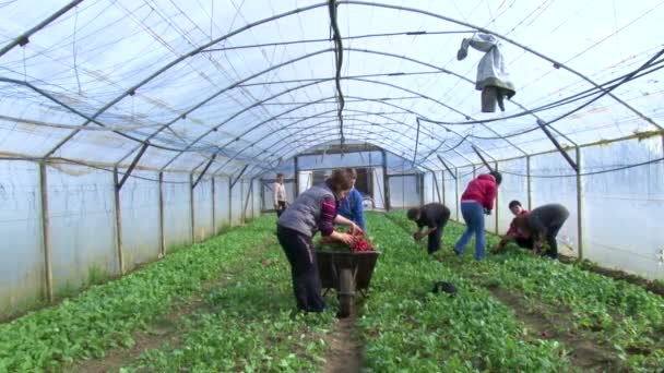 Użhorod Ukraina Marca 2021 Zbieranie Rzodkiewek Szklarni Pracownicy Zbierają Rzodkiewki — Wideo stockowe