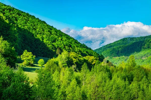 Horské Kopce Pokryté Lesem Rakovinném Slunci — Stock fotografie