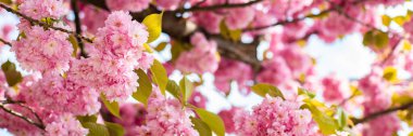 Baharın başında ağaçta çiçek açan sakura tomurcukları. Çiçekli bahar panoramik arka plan. 