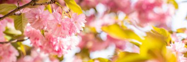Baharın başında güneşin altındaki bir ağaçta çiçek açan sakura tomurcukları. Çiçekli bahar panoramik arka plan. Doğada ılık bir havanın başlangıcı.. 
