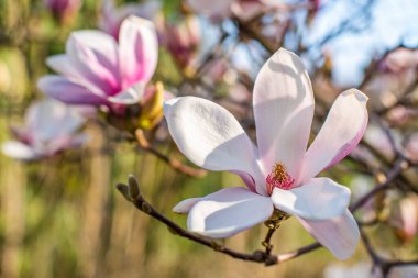 Pembe manolya ılık bir bahar gününde ağaçta çiçek açar. Arka plan çiçekleri. ılık nisan havası