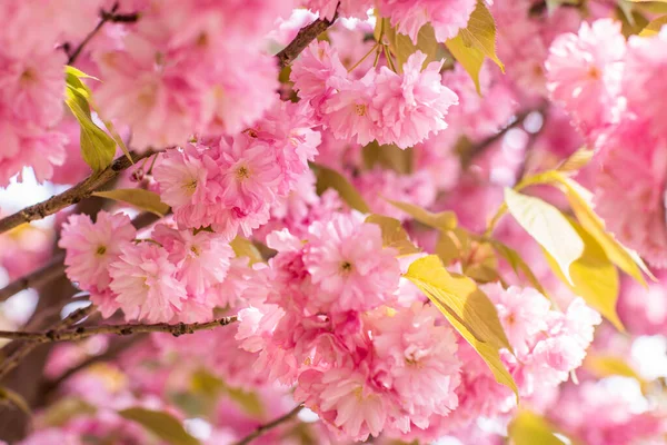 Baharın başında güneşin altındaki bir ağaçta çiçek açan sakura tomurcukları. Çiçekli bahar arkaplanı. Doğada ılık bir havanın başlangıcı.. 