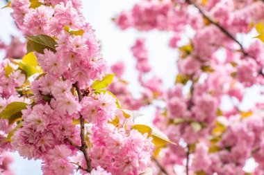 Bahar mevsiminin başlarında çiçek açan sakura çiçekleri.. 