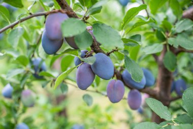 Aydınlık bir yaz gününde bahçede, ağaçta bir sürü krema var. Organik meyveler. Sağlıklı yiyecekler. Olgun krema. 