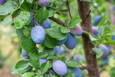 Aydınlık bir yaz gününde bahçede, ağaçta bir sürü krema var. Organik meyveler. Sağlıklı yiyecekler. Olgun krema. 