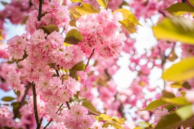 flowering sakura flowers in early spring season.	