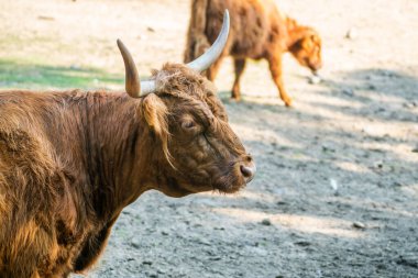 buffalo in the field. cattle. 