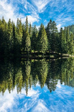 Kozalaklı orman açık bir göle yansıyor ve yaz günü mavi bir gökyüzü var. Dikey fotoğraf. Ladin. 