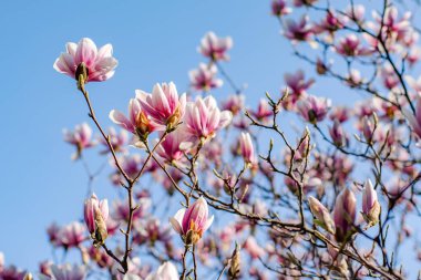 Manolya çiçek açar. Güzel manolyalar, mavi gökyüzünün ortasında bir bahar günü bahçede çiçek açar..